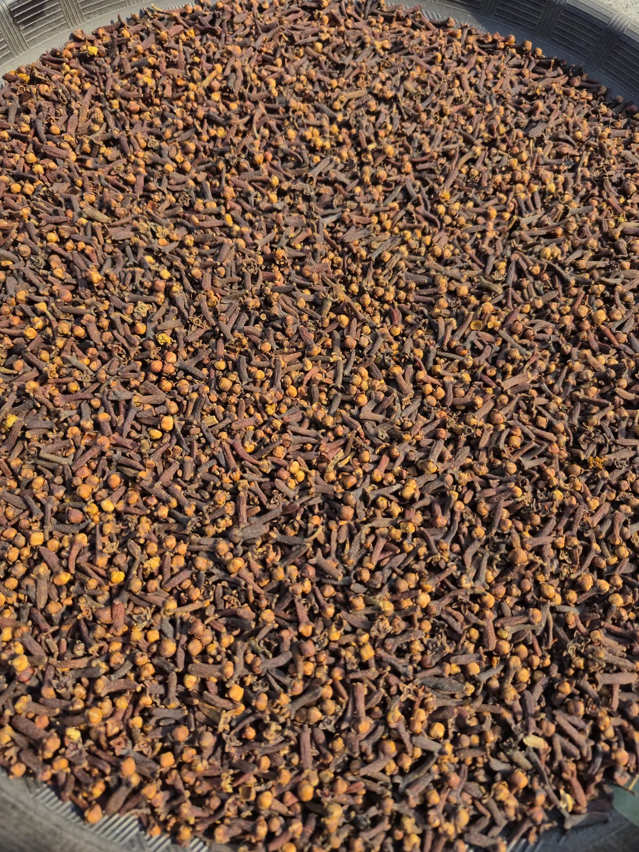 Dried whole cloves spread on a tray in the sun